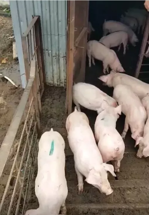 свиньи, свиноматки, поросята с комплекса в Оренбурге и Оренбургской области